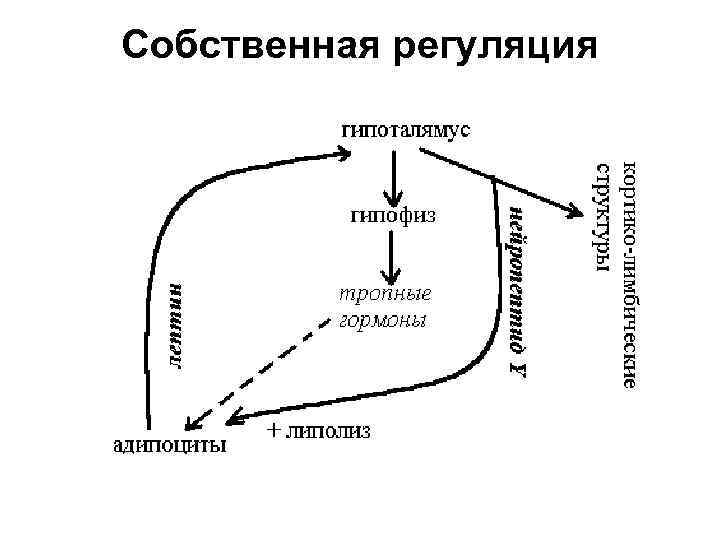 Собственная регуляция 