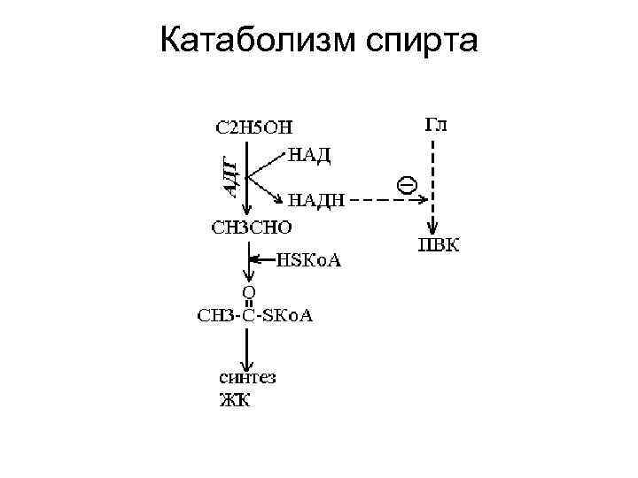 Катаболизм спирта 