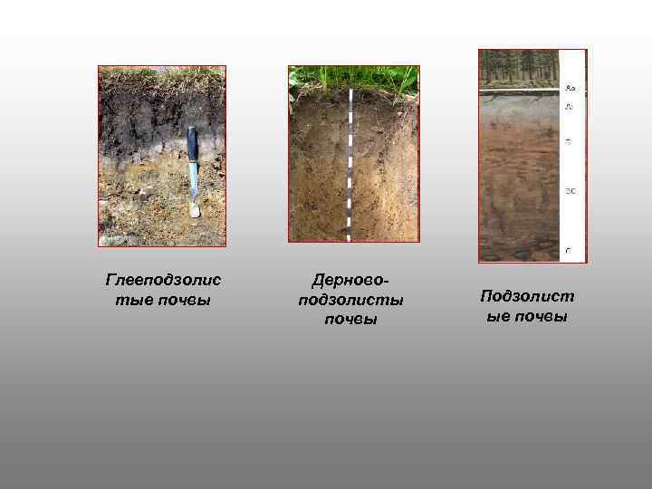 Мощность дерново подзолистых почв. Дерново-подзолистые почвы гумусовый Горизонт. Почвенный профиль подзолистых почв. Дерново-подзолистые почвы профиль. Почвенный профиль дерново-подзолистых почв.