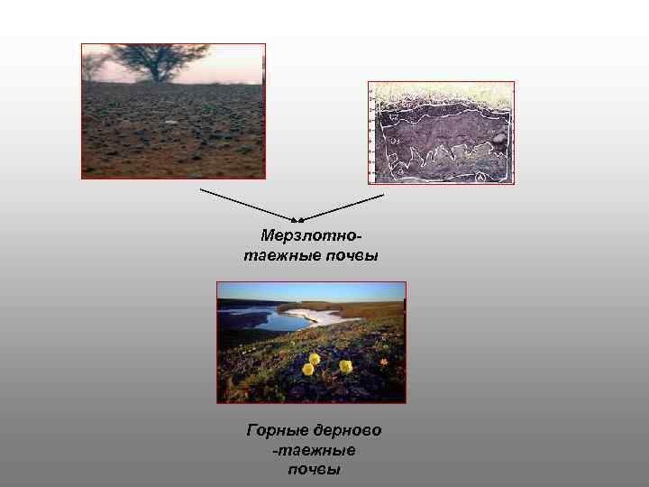 Мерзлотные почвы. Почвы полярного пояса. Горно- тундровые и Горно- Таёжные почвы. Испаряемость в таёжно-мерзлотные. Горные мерзлотно Таежные плакат.