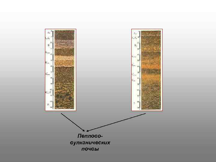 Пеплововулканических почвы 