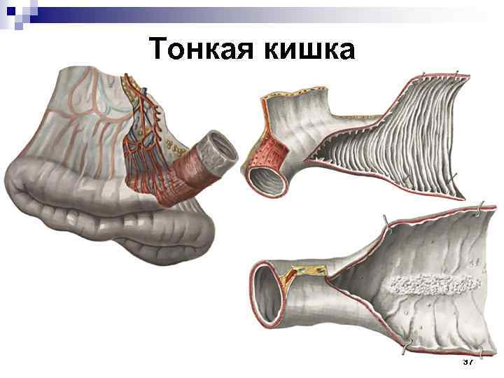 Тонкая кишка 37 