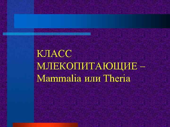 КЛАСС МЛЕКОПИТАЮЩИЕ – Mammalia или Theria 