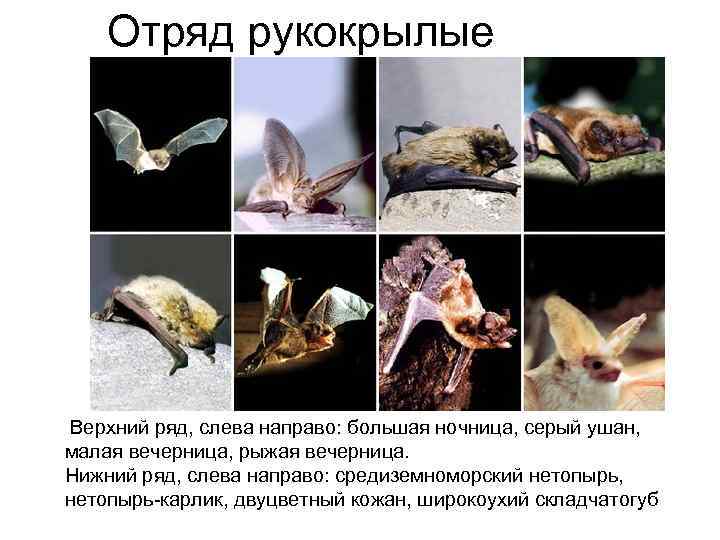 Отряд рукокрылые Верхний ряд, слева направо: большая ночница, серый ушан, малая вечерница, рыжая вечерница.