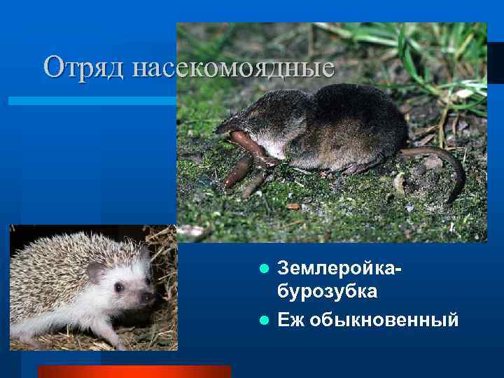 Отряд насекомоядные Землеройкабурозубка l Еж обыкновенный l 