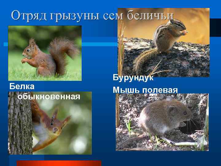 Отряд грызуны сем беличьи Белка обыкновенная Бурундук Мышь полевая 