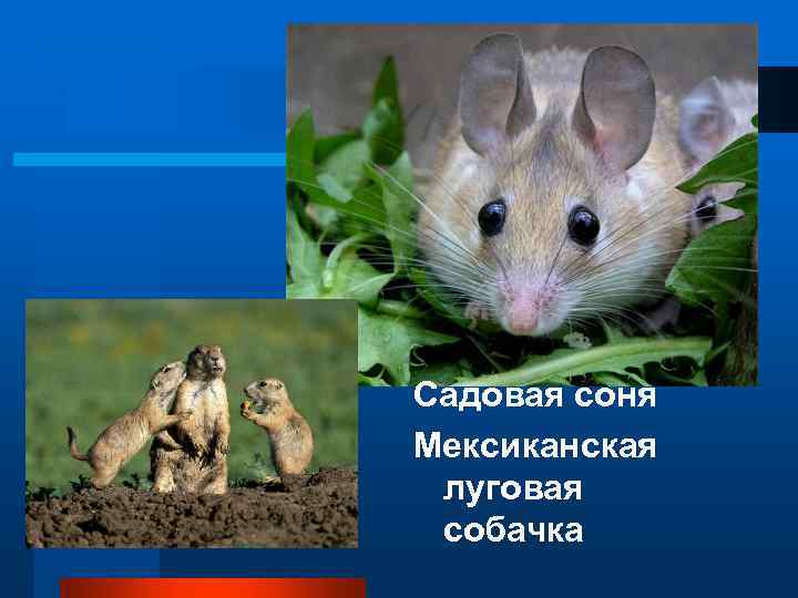 Садовая соня Мексиканская луговая собачка 