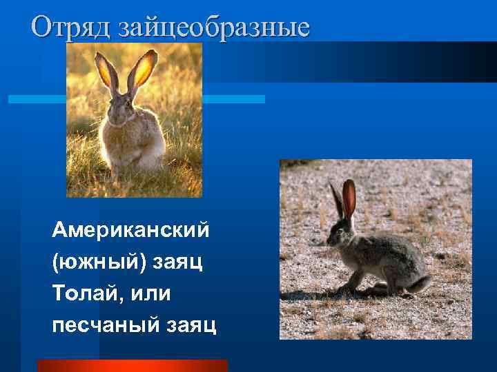 Отряд зайцеобразные Американский (южный) заяц Толай, или песчаный заяц 