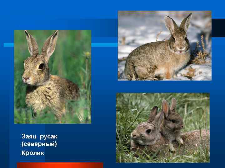 Заяц русак (северный) Кролик 
