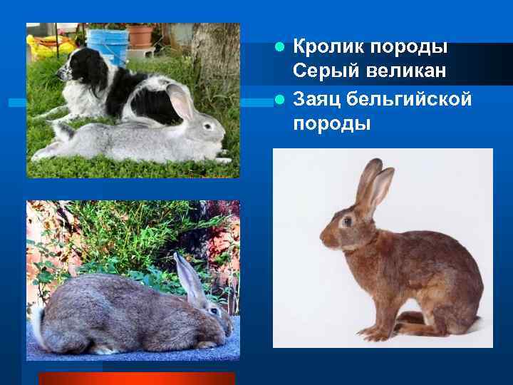 Кролик породы Серый великан l Заяц бельгийской породы l 