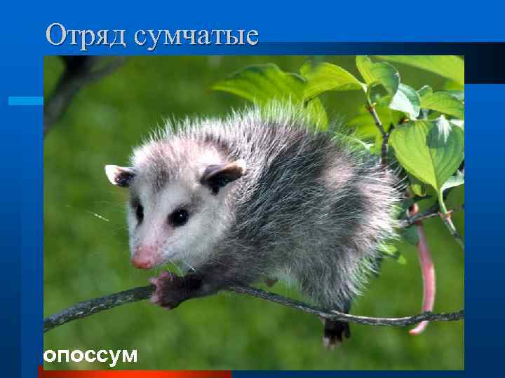Отряд сумчатые опоссум 