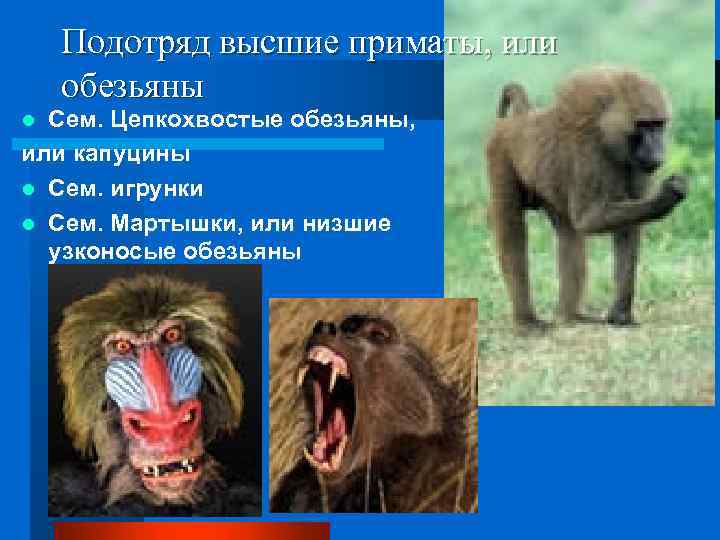 Подотряд высшие приматы, или обезьяны Сем. Цепкохвостые обезьяны, или капуцины l Сем. игрунки l
