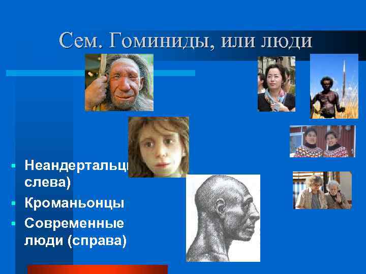 Сем. Гоминиды, или люди Неандертальцы: слева) § Кроманьонцы § Современные люди (справа) § 