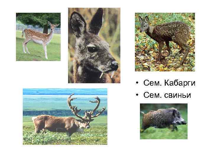  • Сем. Кабарги • Сем. свиньи 