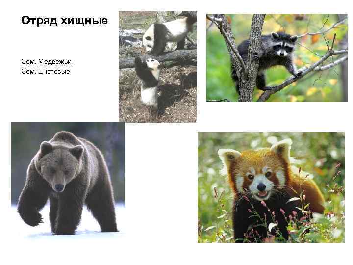Отряд хищные Сем. Медвежьи Сем. Енотовые 