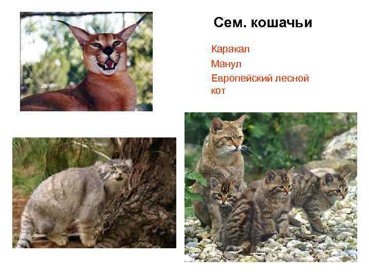 Сем. кошачьи Каракал Манул Европейский лесной кот 