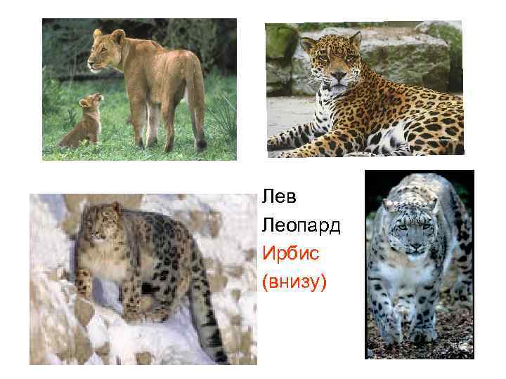 Сем. кошачьи Лев Леопард Ирбис (внизу) 