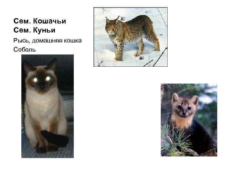 Сем. Кошачьи Сем. Куньи Рысь, домашняя кошка Соболь 
