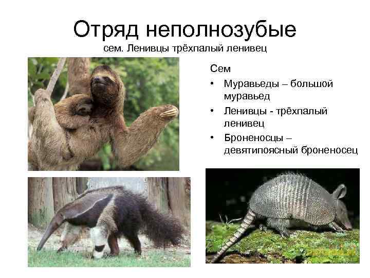 Отряд неполнозубые сем. Ленивцы трёхпалый ленивец Сем • Муравьеды – большой муравьед • Ленивцы