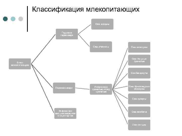 Составить схему классификации млекопитающих