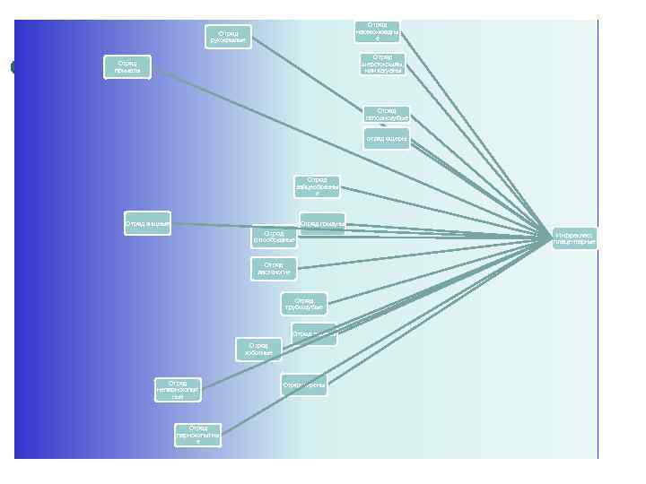 Отряд насекомоядны е Отряд рукокрылые Отряд шерстокрылы, или кагуаны Отряд приматы Отряд неполнозубые отряд