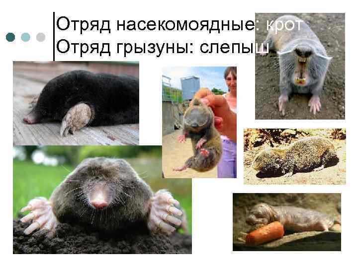 Отряд насекомоядные: крот Отряд грызуны: слепыш 