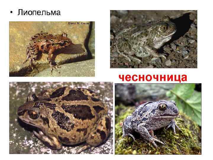  • Лиопельма 