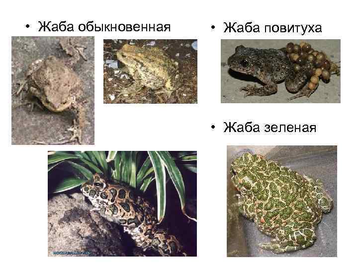  • Жаба обыкновенная • Жаба повитуха • Жаба зеленая 