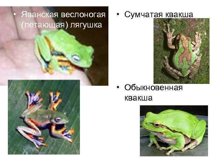  • Яванская веслоногая (летающая) лягушка • Сумчатая квакша • Обыкновенная квакша 