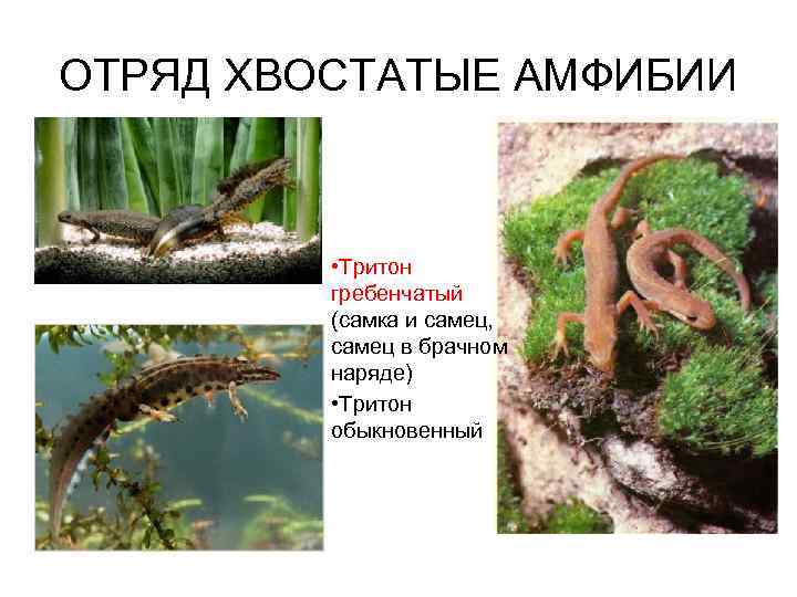 ОТРЯД ХВОСТАТЫЕ АМФИБИИ • Тритон гребенчатый (самка и самец, самец в брачном наряде) •