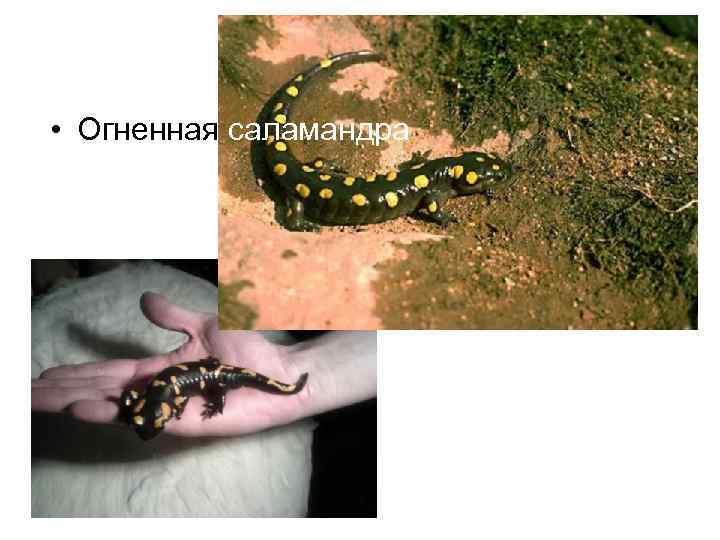  • Огненная саламандра 