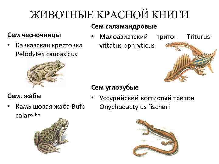 ЖИВОТНЫЕ КРАСНОЙ КНИГИ Сем чесночницы • Кавказская крестовка Pelodytes caucasicus Сем саламандровые • Малоазиатский