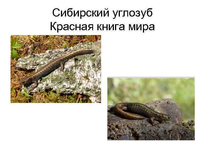Сибирский углозуб Красная книга мира 
