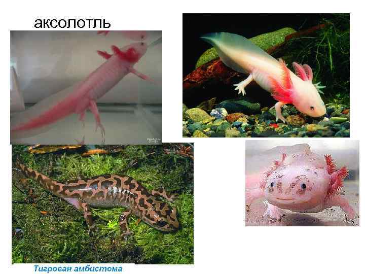 аксолотль 