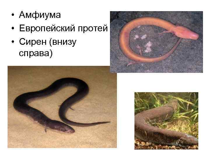  • Амфиума • Европейский протей • Сирен (внизу справа) 