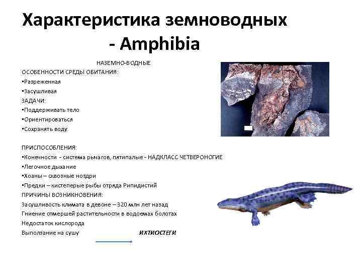 Характеристика земноводных - Amphibia НАЗЕМНО-ВОДНЫЕ ОСОБЕННОСТИ СРЕДЫ ОБИТАНИЯ: • Разреженная • Засушливая ЗАДАЧИ: •