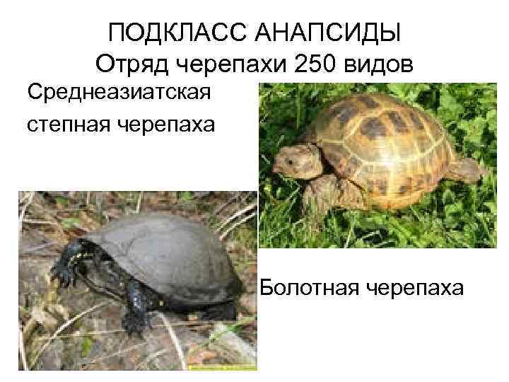 ПОДКЛАСС АНАПСИДЫ Отряд черепахи 250 видов Среднеазиатская степная черепаха Болотная черепаха 