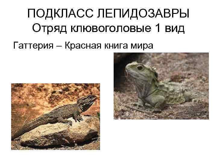 ПОДКЛАСС ЛЕПИДОЗАВРЫ Отряд клювоголовые 1 вид Гаттерия – Красная книга мира 