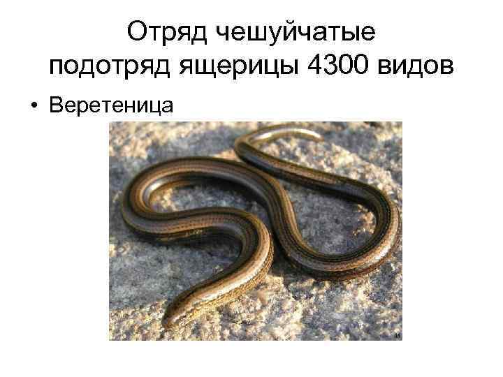 Отряд чешуйчатые подотряд ящерицы 4300 видов • Веретеница 