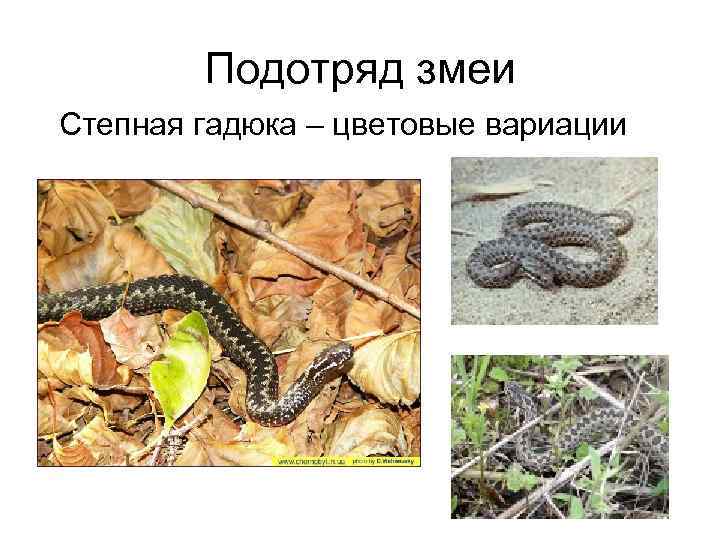 Подотряд змеи Степная гадюка – цветовые вариации 