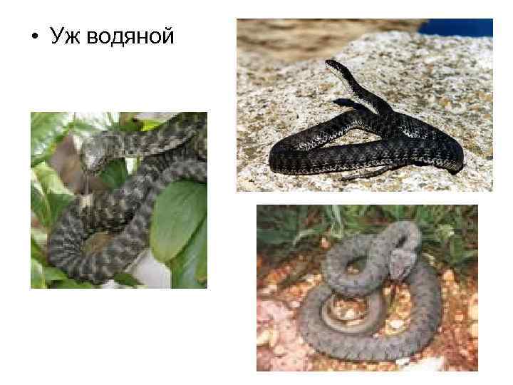  • Уж водяной 