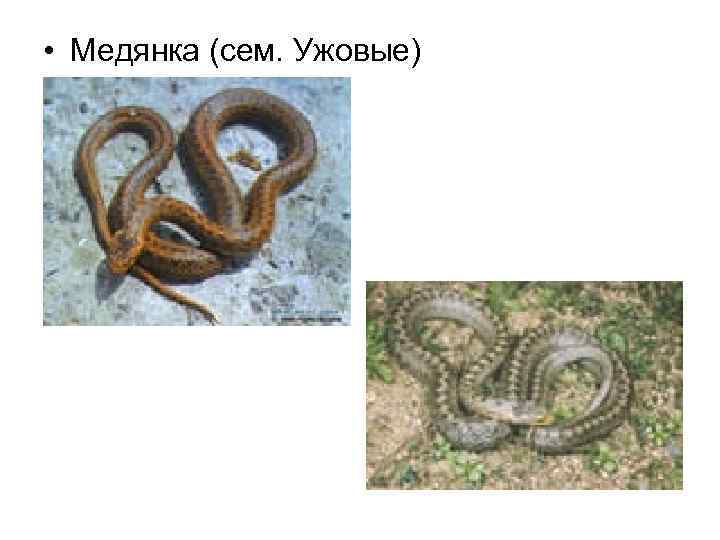  • Медянка (сем. Ужовые) 