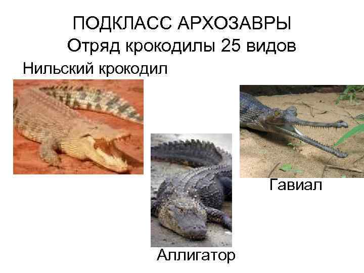 ПОДКЛАСС АРХОЗАВРЫ Отряд крокодилы 25 видов Нильский крокодил Гавиал Аллигатор 
