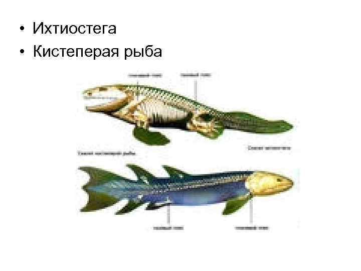  • Ихтиостега • Кистеперая рыба 