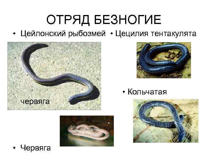 ОТРЯД БЕЗНОГИЕ • Цейлонский рыбозмей • Цецилия тентакулята • Кольчатая червяга • Червяга 