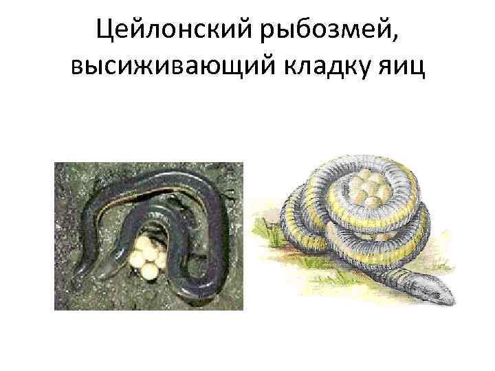 Цейлонский рыбозмей, высиживающий кладку яиц 