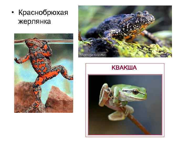  • Краснобрюхая жерлянка 