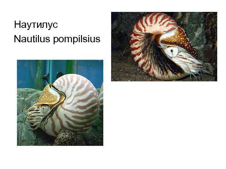 Наутилус Nautilus pompilsius 