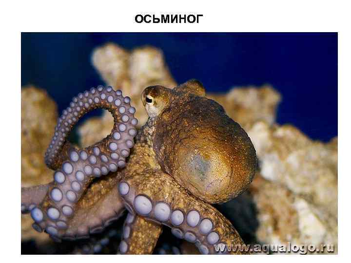 ОСЬМИНОГ 
