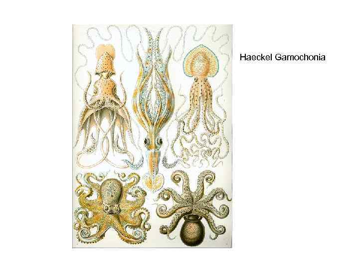 Haeckel Gamochonia 